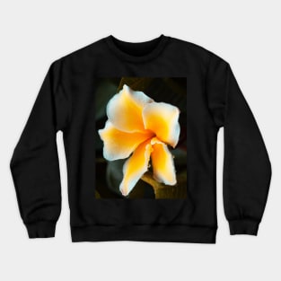 plumeria-flowers-frangipani-floral-blossom-petal-shirtyshirto-44 Crewneck Sweatshirt